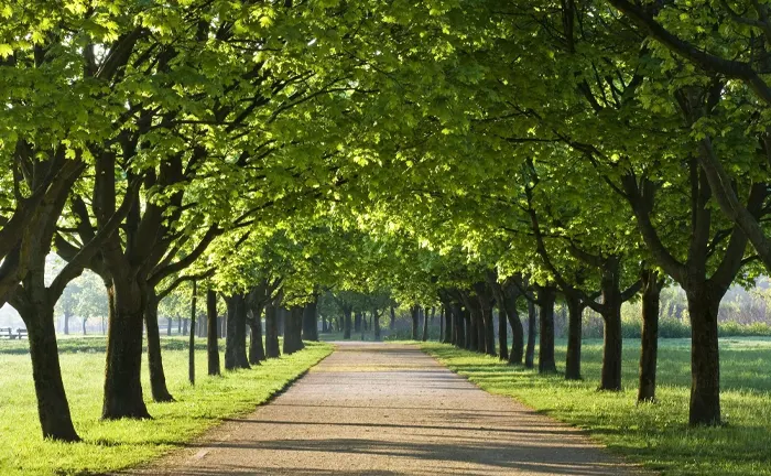 Scenic tree-lined avenue demonstrating effective spacing for wildfire risk reduction in forest management.