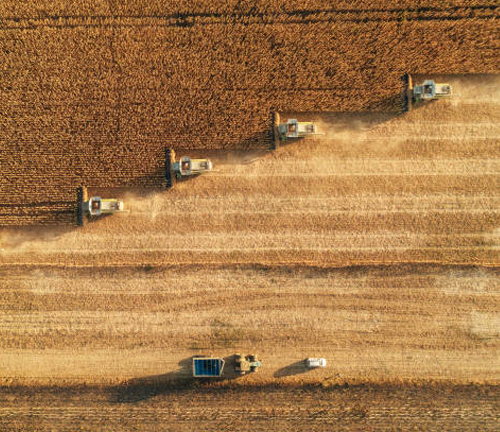 Aerial view of multiple combine harvesters working in unison on a large agricultural field, harvesting crops in straight lines, illustrating large-scale industrial farming.