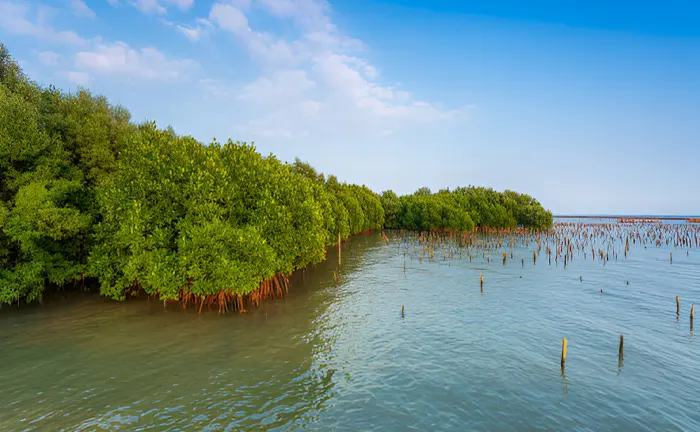 Benefits of Mangrove Forests