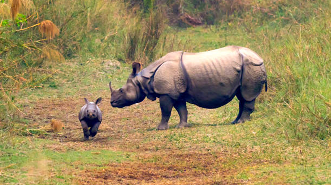 A mother rhinoceros and her calf walk along a grassy path in a lush, green forested area.