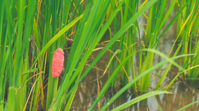 A close-up of vibrant green aquatic plants growing in shallow water, with a cluster of pink snail eggs attached to one of the stems.