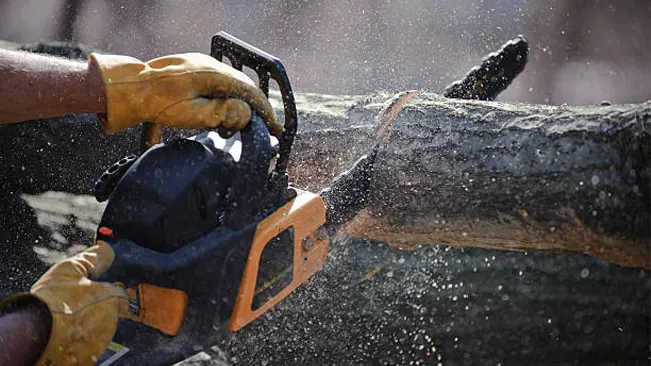 Chain saw cuts a fallen tree