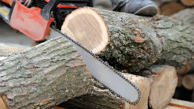 Chainsaw cut a tree