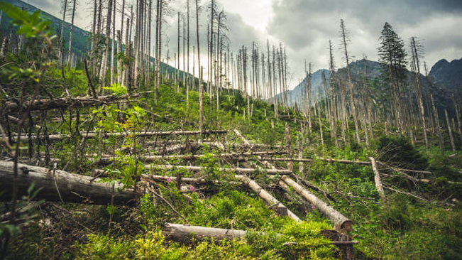 Mountain forest landscape with fallen trees and standing dead trunks, illustrating the aftermath of a natural disturbance, highlighting forest recovery and regeneration.