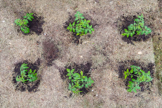 "Six young plants are evenly spaced in freshly dug holes on dry, patchy ground. The top-down view highlights the contrast between the green plants and the surrounding brown soil."