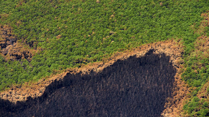 Aerial view of a forest with a large burnt area, showing the stark contrast between the healthy green trees and the charred, blackened section affected by a wildfire.