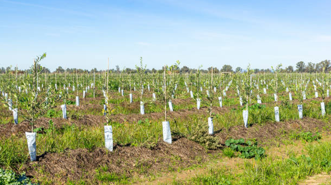 A vast field of young trees planted in rows, each tree protected by a white tree guard.