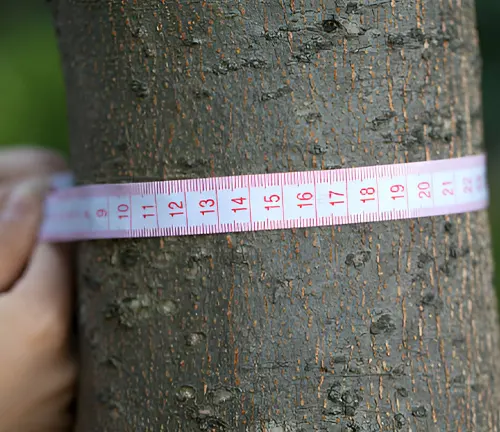 Tree Measurement Tools: For Accurate Tree Assessments – Forestry.com