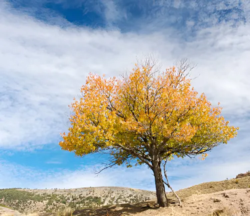 Tree thriving in arid landscape, illustrating the importance of selecting the right tree.