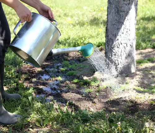 Person watering a tree at its base, illustrating the importance of adequate watering.