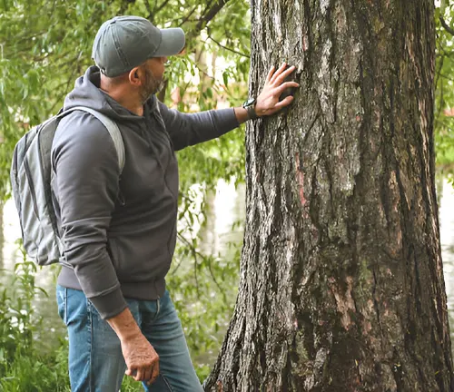 Man examining a tree to identify its species for timber valuation purposes.