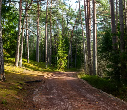 Forest road providing critical access for fire control and emergency response efforts.