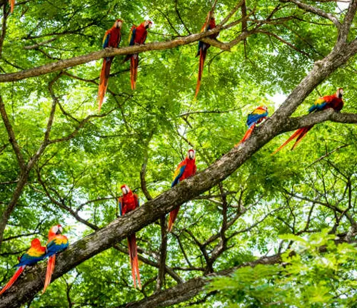 Brightly colored parrots perched on native tree branches, illustrating support for local ecosystems.