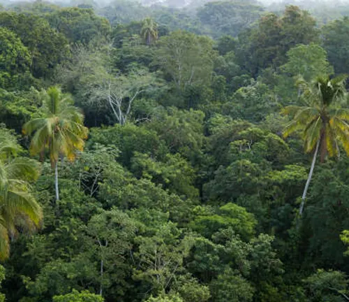 Lush, diverse tropical forest showcasing various native tree species that enhance biodiversity.