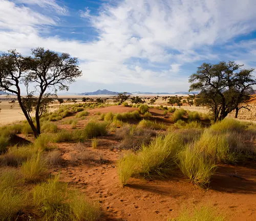 Native trees in an arid landscape demonstrating their role in conserving water resources.