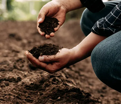 Hands holding rich soil, illustrating the improvement of soil health through native tree planting.