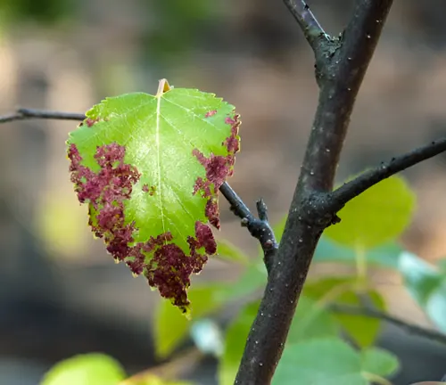 A tree leaf showing signs of bacterial disease, with dark spots and discoloration.