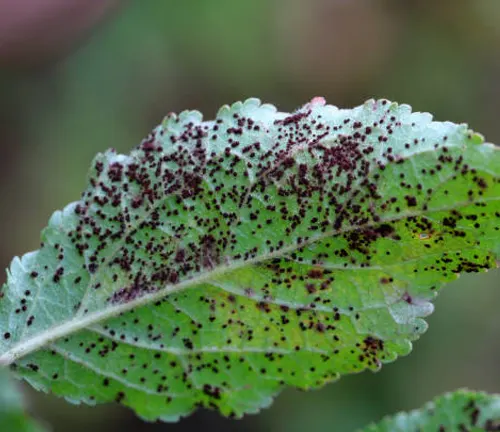 A leaf displaying symptoms of a viral disease, with dark spots and mottled discoloration.