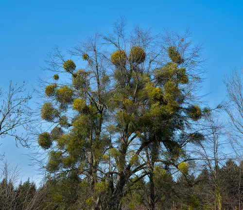 A tree heavily infested with parasitic mistletoe, showing clusters of growths on the branches.