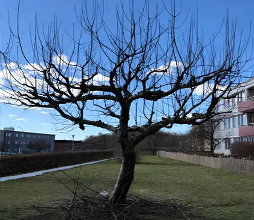 A bare tree affected by climate change, showcasing seasonal and environmental impacts.