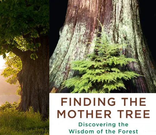 Cover of the book Finding the Mother Tree by Suzanne Simard, featuring a large tree with new growth.