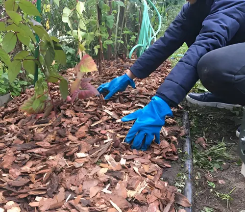 A person applying mulch to the ground as part of soil erosion control and ground cover techniques.