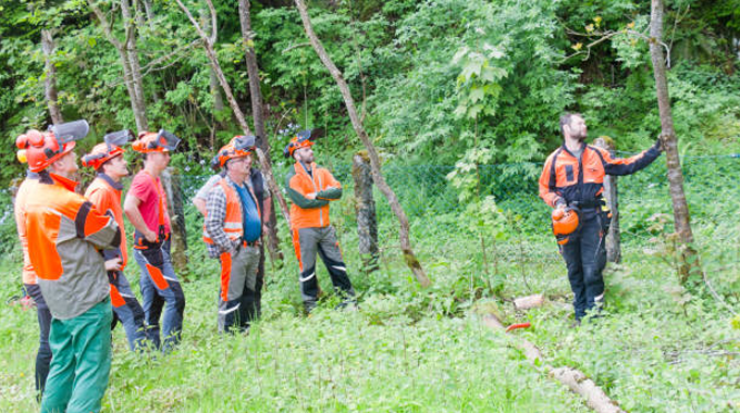 A group of forestry workers wearing safety gear and helmets attentively observing an instructor demonstrating tree cutting techniques in a lush, green forested area.