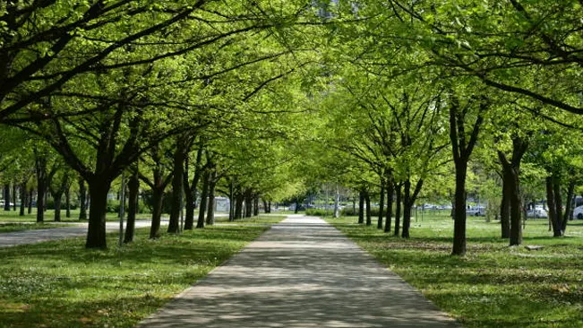 Lush green urban trees lining a pathway, providing shade and aesthetic beauty.