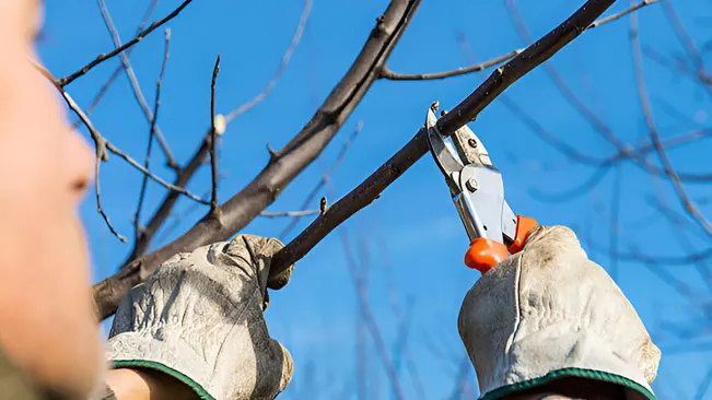 Person pruning a tree branch, emphasizing proper pruning techniques for tree health.