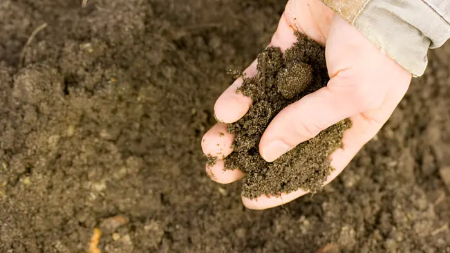 Hand holding soil, highlighting the importance of effective soil management for trees.