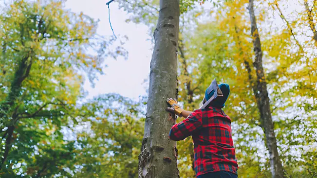 Forester evaluating a standing tree, focusing on estimating its timber value accurately.