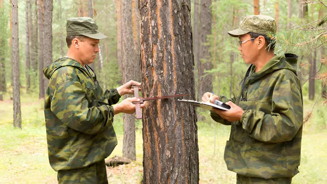 Two foresters measuring tree diameter to accurately estimate the timber volume.