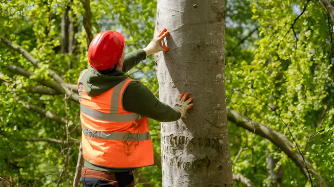 Forester evaluating standing timber's worth by inspecting tree size and quality in a forest