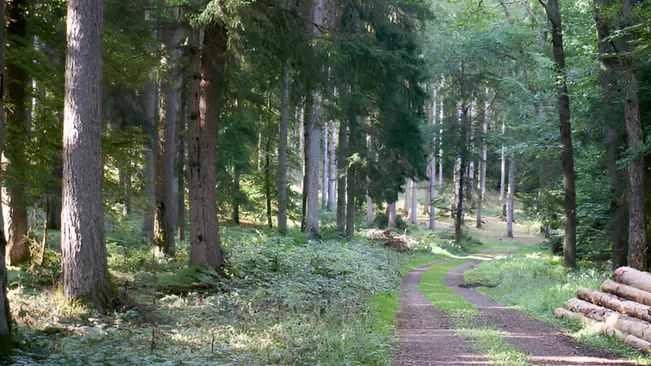 Forest trail providing clear access for logging vehicles, illustrating the importance of accessibility in timber valuation.