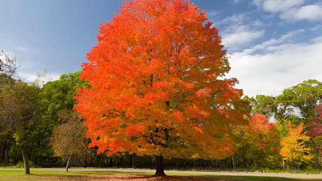 Vibrant Hard Maple tree symbolizing market trends and pricing fluctuations in hardwood industry.