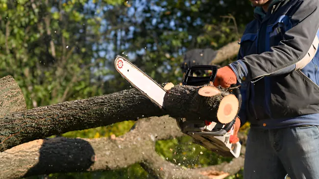 Worker using a chainsaw to cut logs, representing job creation in forestry.