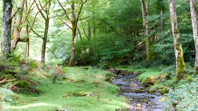 A clear stream flowing through a lush forest, illustrating the importance of water quality.