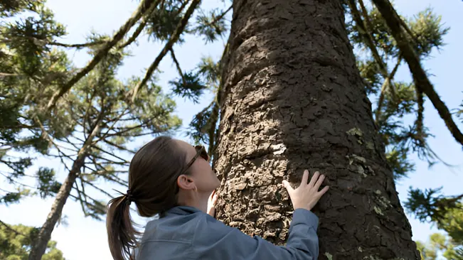 A person gently touches a large native tree trunk, symbolizing the importance of planting native trees.