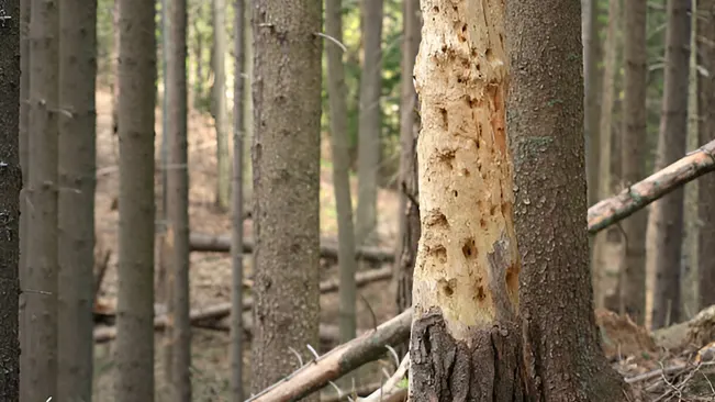 A tree in a forest showing visible damage from disease, highlighting the impact of tree diseases.