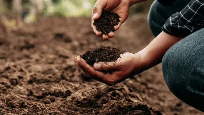 Hands holding soil, illustrating the importance of soil and environmental management in tree health.