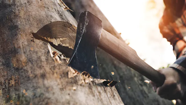 Axe embedded in a tree trunk, a key tool in logging operations.