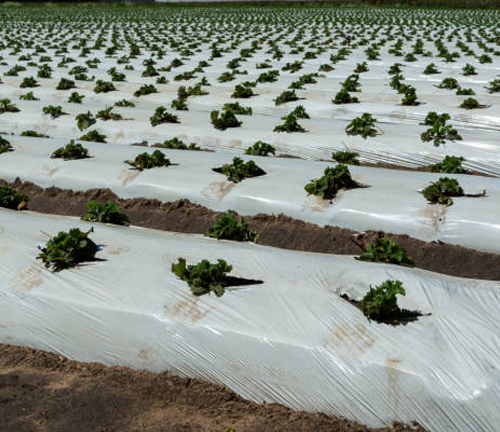 "Rows of young plants grow through plastic mulch on a farm, with the plastic covering the soil to conserve moisture and control weeds. The rows stretch across the field uniformly."