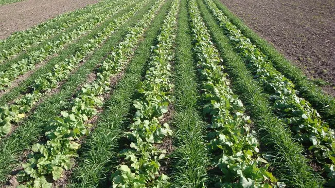 Cover Cropping in agriculture
