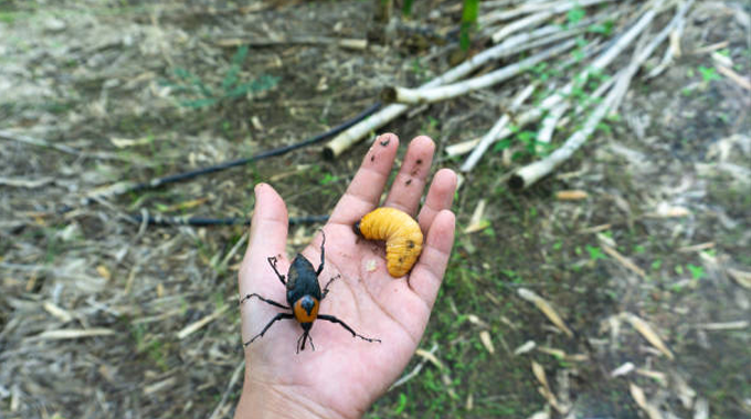 A hand holding a large black beetle with an orange head and a yellowish larva, with a forest floor and cut bamboo stalks in the background. 