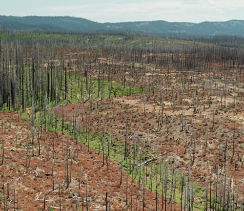 A vast, deforested landscape with sparse, charred tree remnants, illustrating the environmental impact of deforestation and the challenges in forest regeneration.