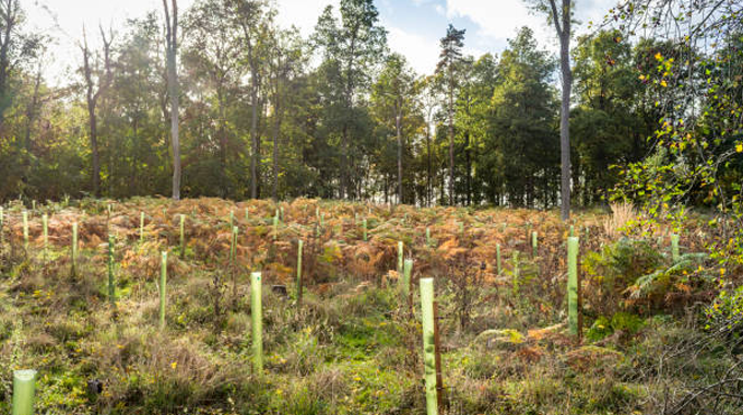 Forest reforestation area with young trees protected by plastic tree guards, surrounded by mature trees and ferns, under a clear sky.