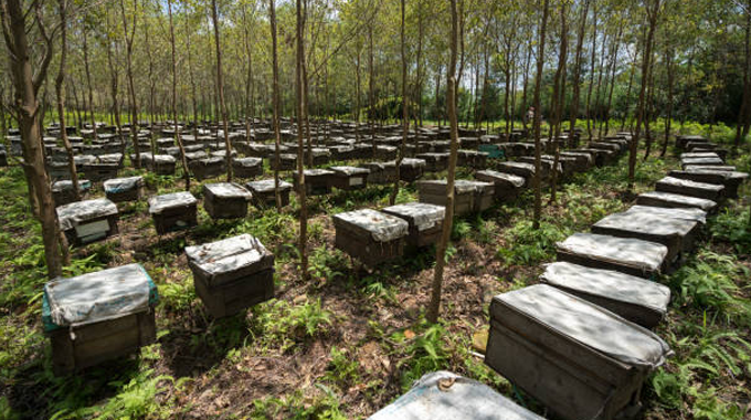 Rows of wooden bee boxes are arranged in a well-organized pattern under a canopy of young trees in a forest. 