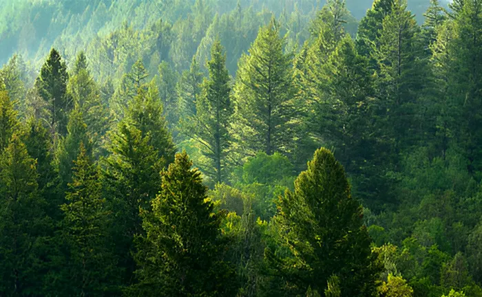 10 Ways to Help Preserve Forests Globally