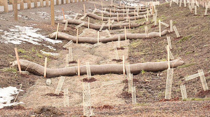 A series of erosion control logs placed along a sloped area with newly planted saplings protected by mesh guards.