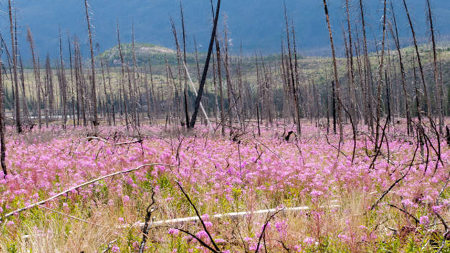 Burned forest landscape with charred tree trunks and vibrant pink wildflowers blooming in the foreground, showcasing nature's resilience after a wildfire.